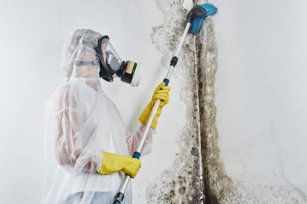 Best Bathroom Mold Remediation in Peebles, OH