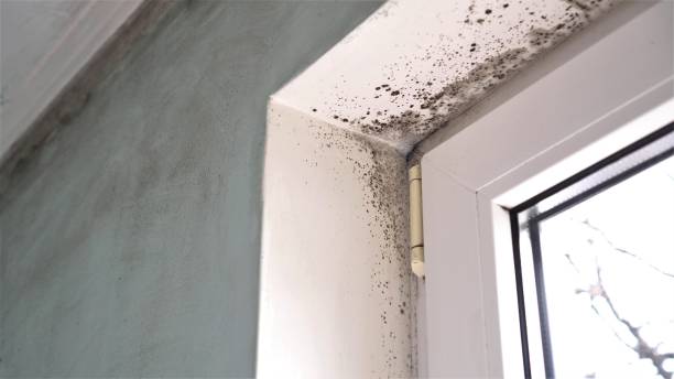 Best Mold Remediation for Specific Building Types in Peebles, OH
