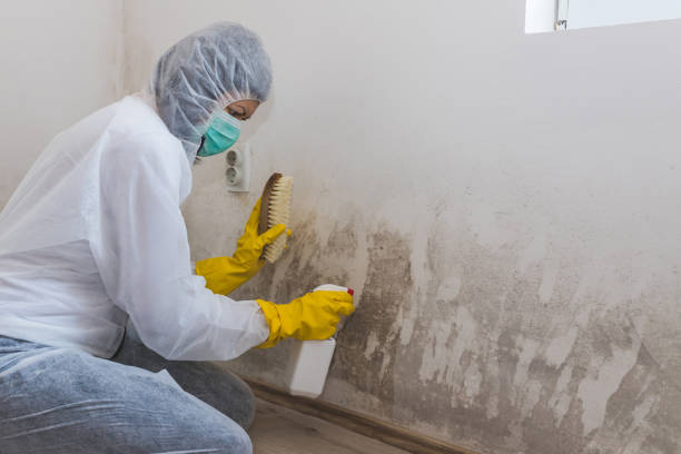 Trusted Peebles, OH Mold Remediation Experts