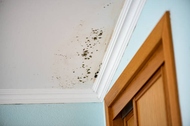 Best Residential Mold Remediation in Peebles, OH