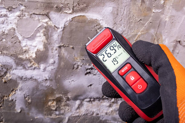 Best White Mold Remediation in Peebles, OH