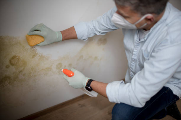 Best Crawl Space Mold Remediation in Peebles, OH