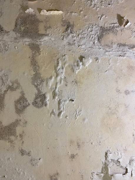 Best Insurance-Related Mold Remediation in Peebles, OH