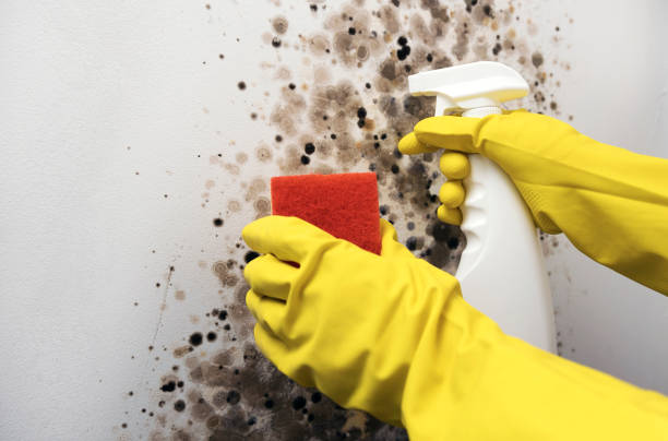 Best Health and Safety Mold Remediation in Peebles, OH