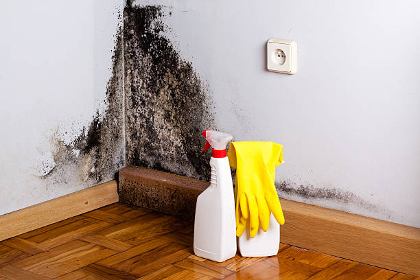 Best Industrial Mold Remediation in Peebles, OH