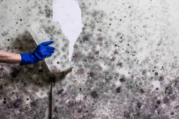 Best Attic Mold Remediation in Peebles, OH