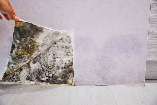 Best DIY Mold Remediation Support Services in Peebles, OH
